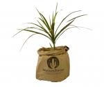 Dracena Marginata Tricolor