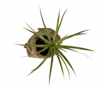 Dracena Marginata Tricolor (2)