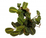 MARANTA LEUCONEURA
